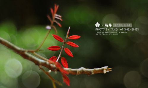 春·萌芽