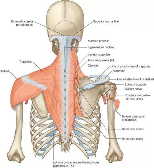 斜方肌的功能解剖