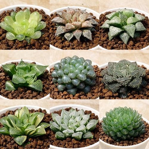 多肉植物组合盆栽肉嘟嘟十二卷属潘氏冰灯玉露室内含花盆带土绿植