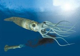 乌贼遇到危险时怎样保护自己