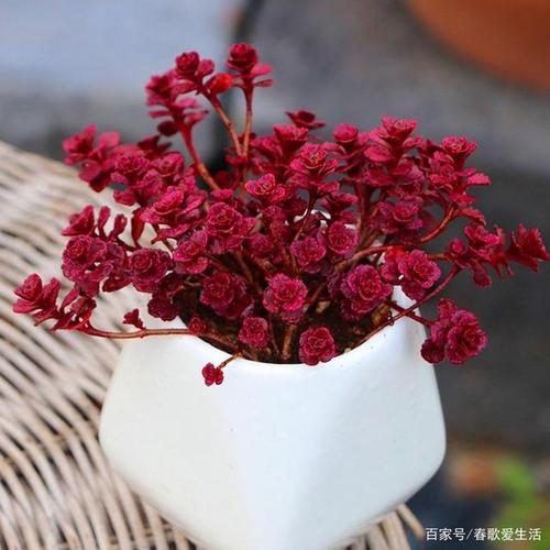 可爱的景天科多肉植物小球玫瑰,皮实好养,叶色鲜艳,易群生爆盆