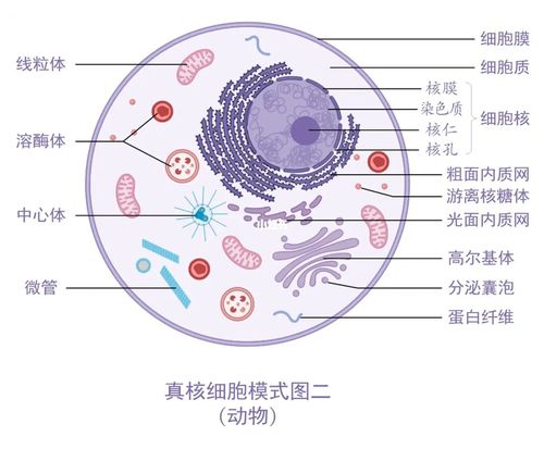 高中生物细胞结构|真核细胞|原核细胞_高中生物_教育
