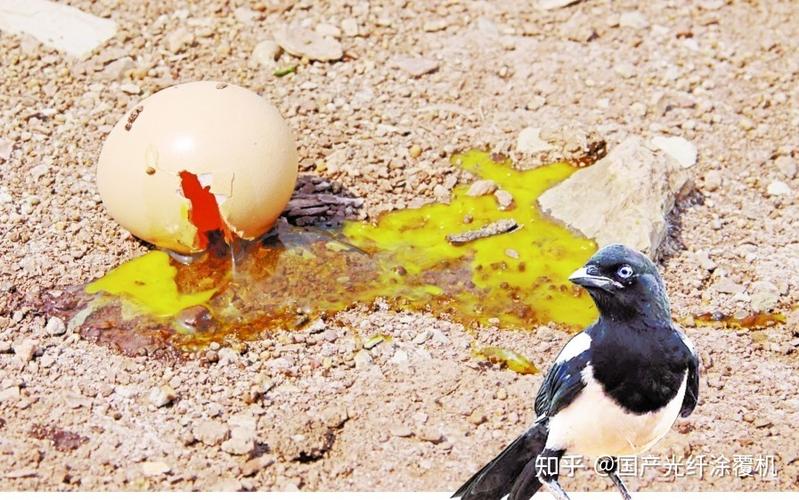 乌鸦驱逐猫头鹰喜鹊和它的近亲乌鸦一样,都有着强烈的好奇心,也十分的