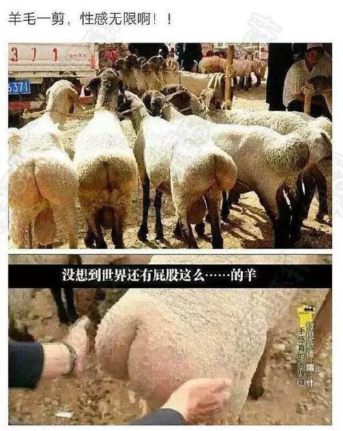 完美蜜桃臀,完胜百分之八十的亚洲女性,突然能理解那些强奸羊的威尔士