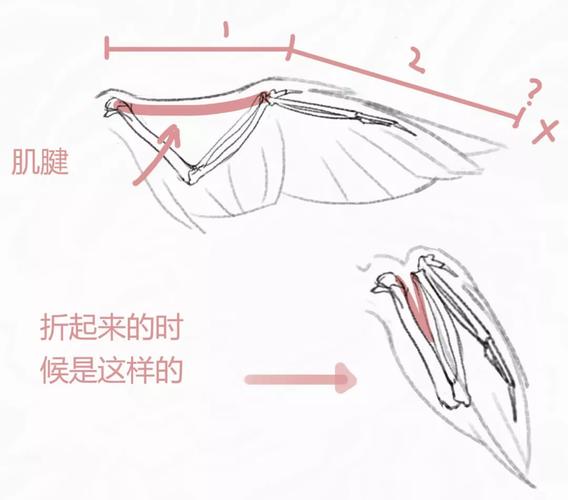 翅膀画不好那是不懂结构呐