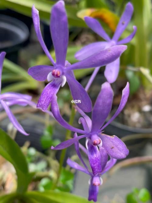 蓝色风兰_洋兰_家居家装_家居装饰_花艺