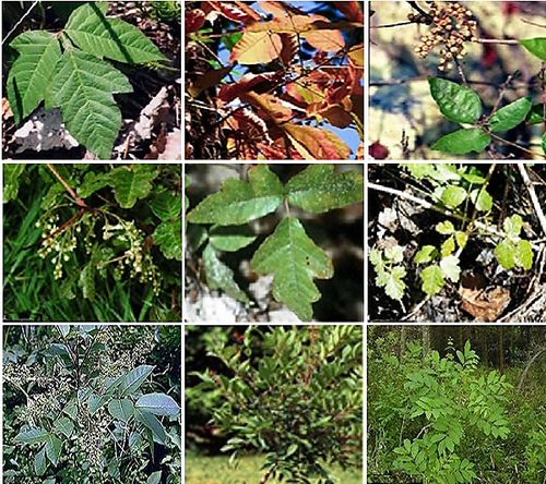 photos of poison ivy poison oak and poison sumac