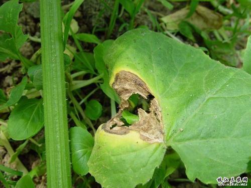 西葫芦灰霉病