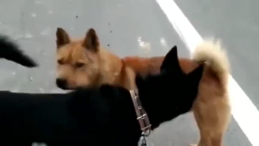 黄狗你小子别狗仗人势,老子可是见过世面的,黑狗你动我一下试试