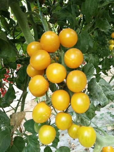 圣女果苗  小黄西红柿苗黄罗曼冠蔬明珠圣女果种苗供应