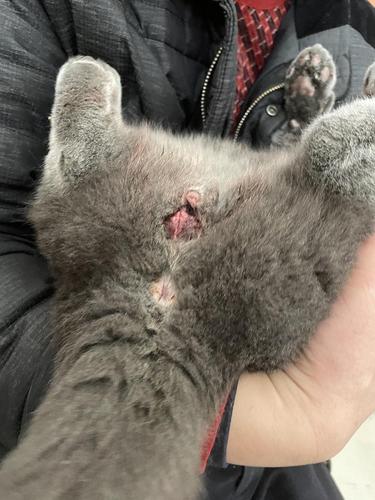 公猫绝育后的伤口正常吗?