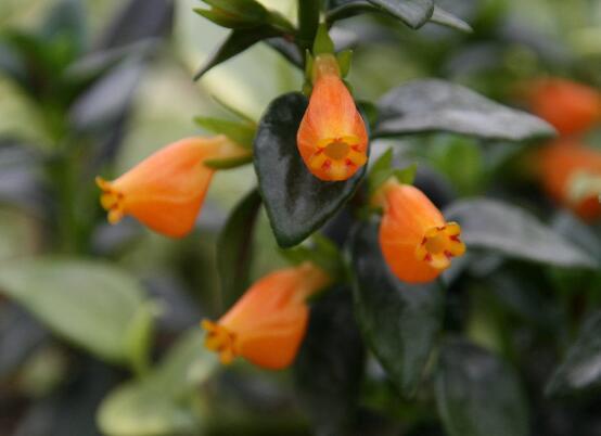 金鱼花怎么养才开花4个方法让金鱼花开满小金鱼