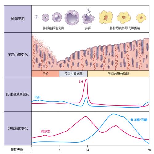 月经和月球(包括引力,轨道周期等)有什么关系吗?