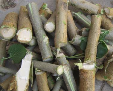 中药知识必学:桑枝