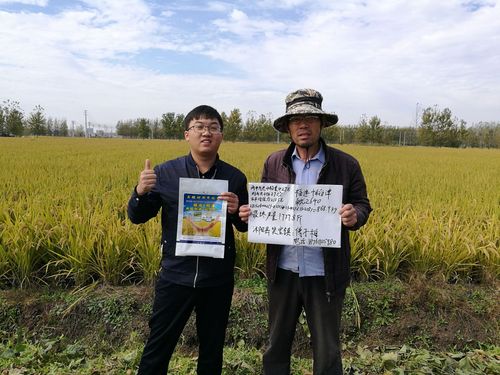 这是沭阳一位使用福连加稻津的大户,他种的甬优2640测了1737斤的高产