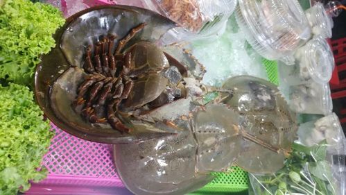 原创烤比恐龙还古老的活化石鲎马蹄蟹尸蟞泰国街头特色美食