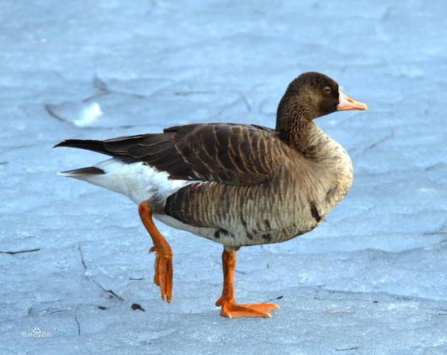 白额雁指名亚种