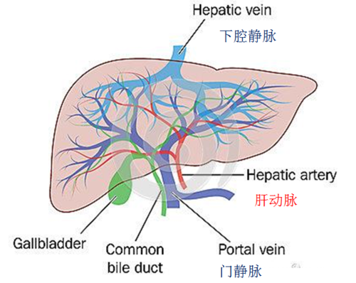 肝脏的双重供血