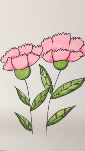 康乃馨简笔画_简笔画_康乃馨_教程_简笔画教程_文化