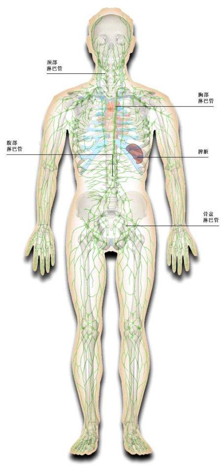 人体淋巴系统分布图淋巴分布