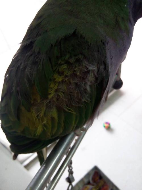我们家鹦鹉的羽毛也就是翅膀上的,都半截半截的!