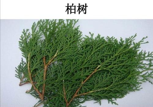 松柏的叶子看起来有点像假的叶子呢!