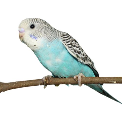 鹦鹉活鸟家养会说话宠物鸟云斑活物成年虎皮幼鸟活体饲料鸟粮鸟笼