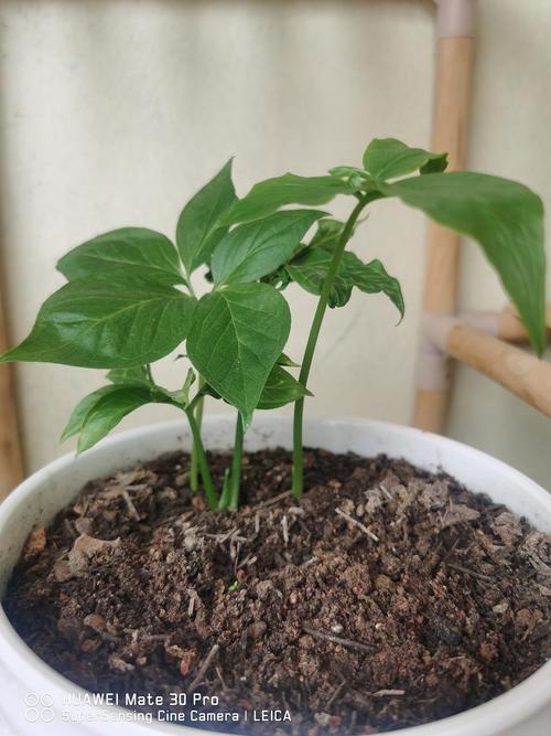 拼夕夕上买的马蹄莲球种,种出来叶子跟马蹄莲叶子不一样,好心的童鞋帮