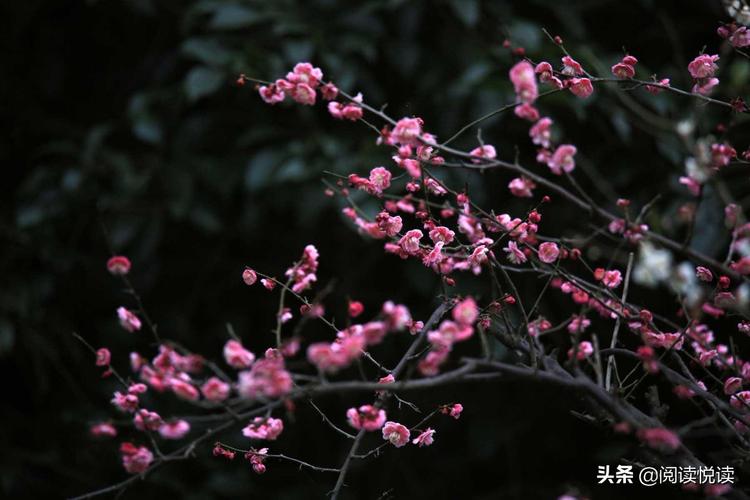 梅花的精神是什么梅花的精神和特点