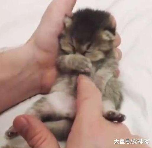 主人把小奶猫捧在手里揉肚子, 网友一看羡慕哭: 放开让我来!