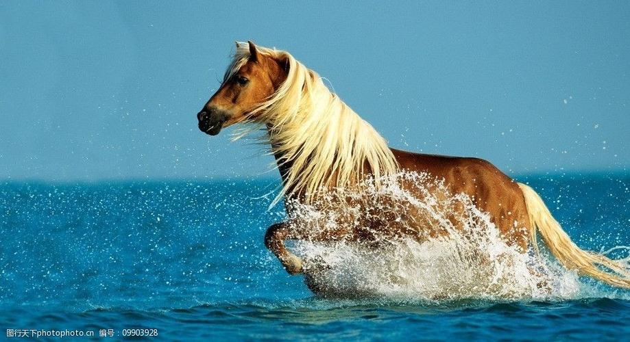 飞奔的马图片