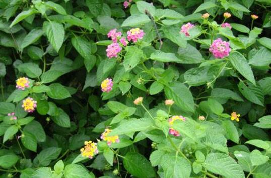 树苗网 五色梅 > 内容页  五色梅开花的条件非常的宽松,如果气候比较