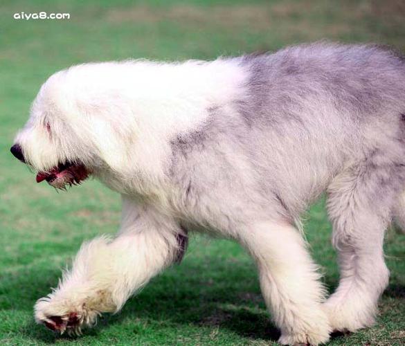 英国古代牧羊犬