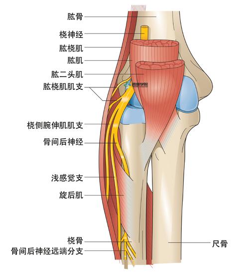 桡神经应用解剖