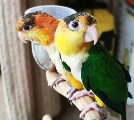 金凯克鹦鹉和黑凯克鹦鹉杂交_鹦鹉_宠物_宠物其他