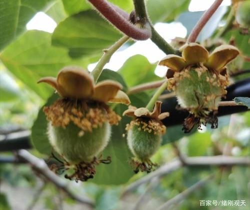绪刚说事:猕猴桃成功受孕,结出了毛绒绒的"小可爱"