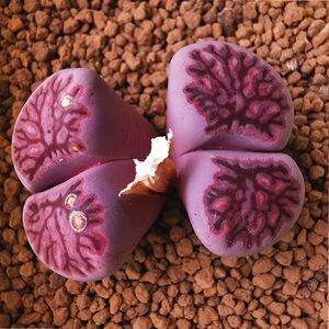 【指定母本】赵财主2019【紫菊 种子 紫色菊纹章特选母本 】播种