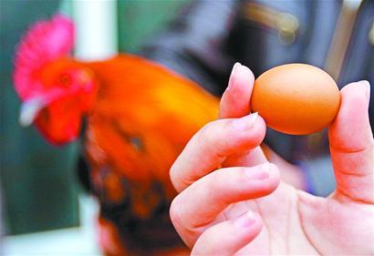 济南市民:我家公鸡下蛋了(图)