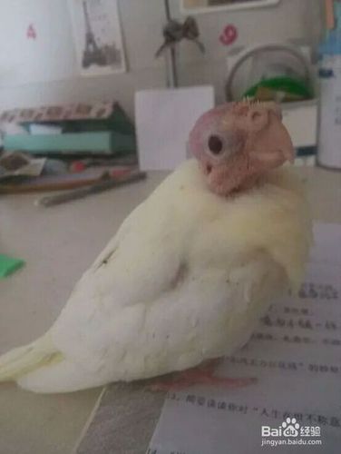 玄凤鹦鹉之行为.