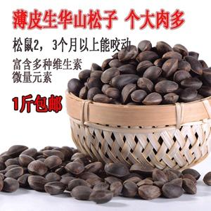 2019薄皮华山松子魔王雪地松鼠吃的华山马尾落水松子松鼠主粮食物