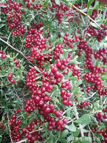 白刺果有哪些功效?