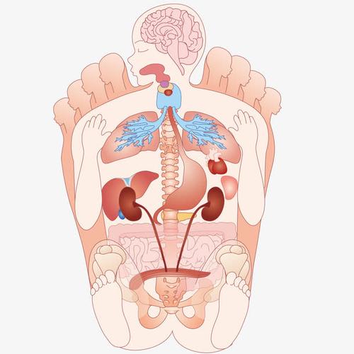 人体结构脚底反射区示意图矢量