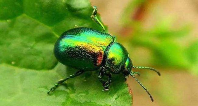 金龟子的防治方法金龟子怎么繁殖