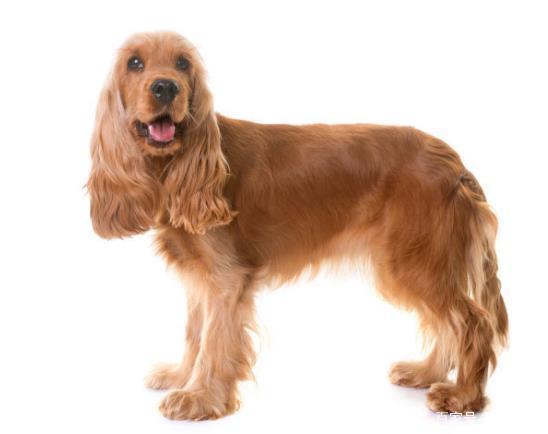 如何饲养美国可卡犬及幼犬