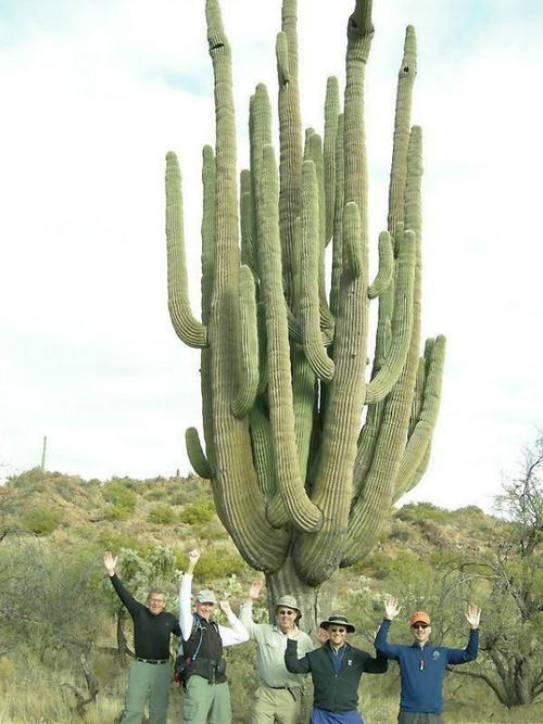 【转载】墨西哥巨型仙人掌