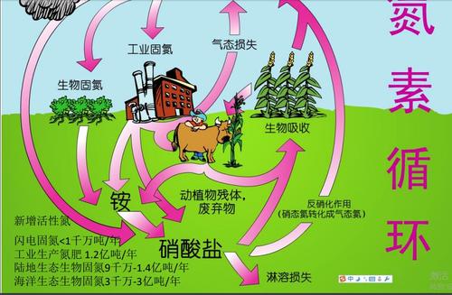 科学网—未来农业氮素来源:生物固氮和生物质氮再利用 - 蒋高明的博文