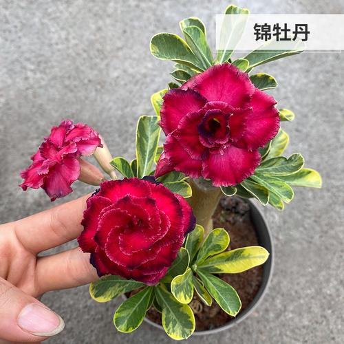 沙漠玫瑰 重瓣沙漠玫瑰 四季开花嫁接老桩绿植花卉盆栽