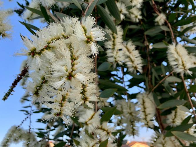 反季节盛开的白千层花