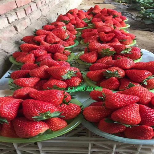 凤冠草莓苗价格凤冠草莓苗供应出售