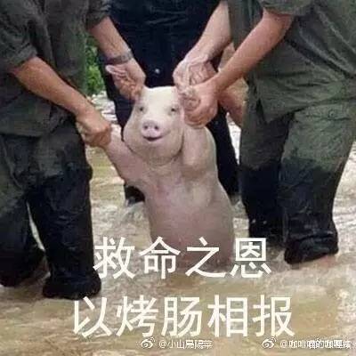 包的更新非常实时,昨天刚过完七夕就更新了七夕"单身猪"版本的表情包